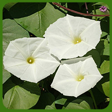 Ipomoea Alba Moonflower White Flowers