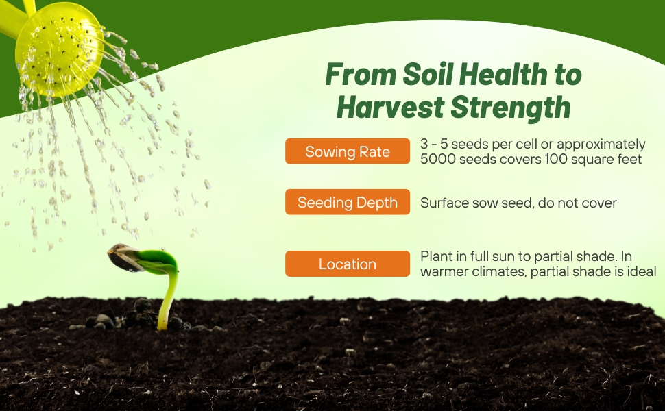 Planting Directions For Sagina Subulata Irish Moss Ground Cover Seeds