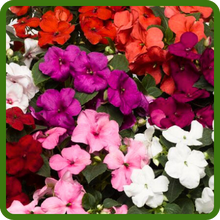 Bright Colors of Impatiens Xtreme Flowers