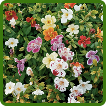 Easy To Grow Mimulus From Flower Seeds