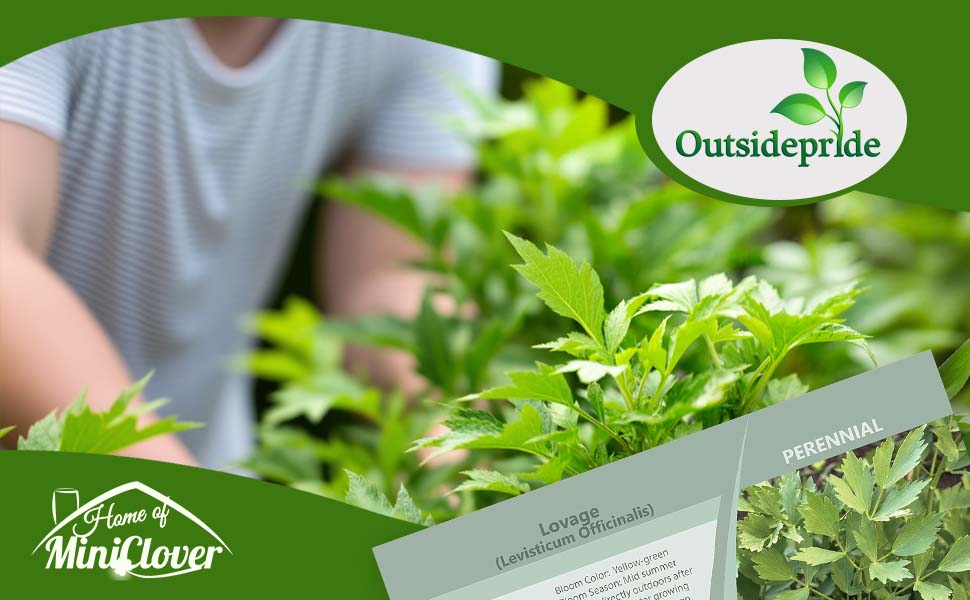 Lovage Herb Garden Plant Seed