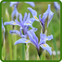 Iris Grows Well in Moist Soil