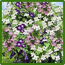 Prolific Blooming Asarina Scandens Climbing Snapdragon Flowers