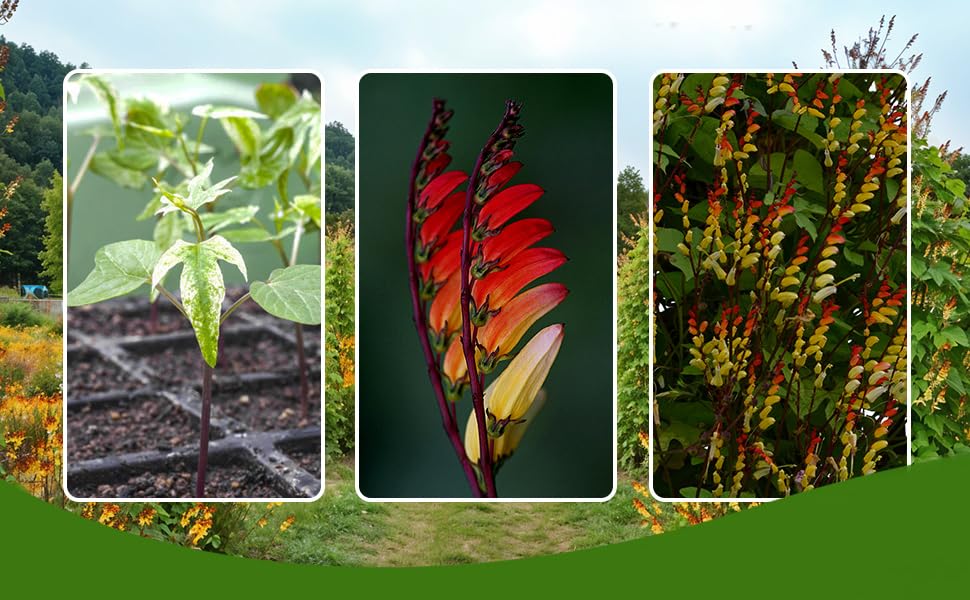 Images of Mina Lobata Firecracker Vine in Blooms