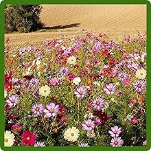 Cosmos Flowers Grow Full Sun to Partial Shade
