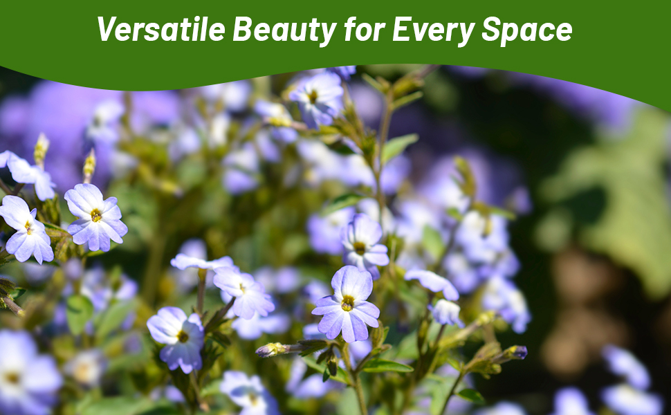 Browalia Plants For Beds, Containers, & Hanging Baskets