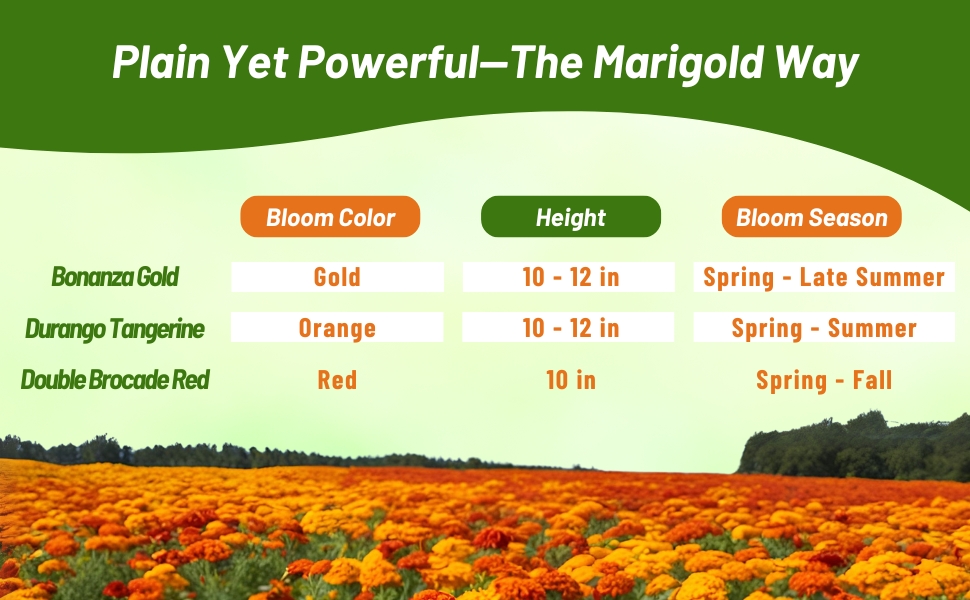 Listings of Heights, Colors, & Bloom Season of Tagetes Patula French Marigold Flowers