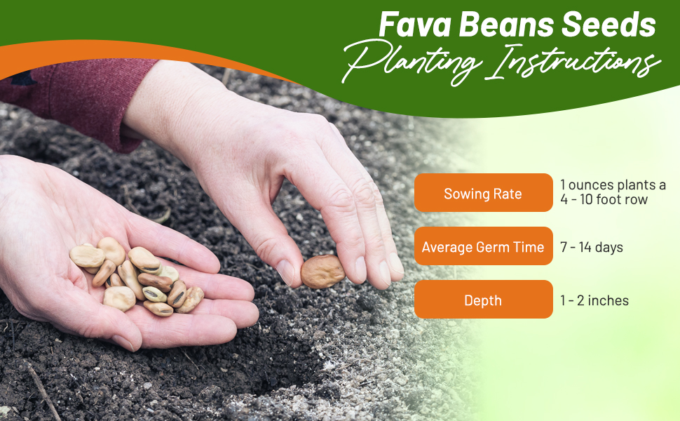 Planting Instructions For Fava Beans Seeds