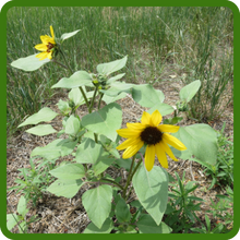 Drought Tolerant Rudbeckia Hirta Black-eyed Susan Plants