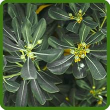 Eucalyptus Lemon Bush Highly Drought Tolerant