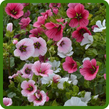 Malope Long Blooming Season