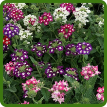 Abundant Blooms of Verbena Hybrida Flowers
