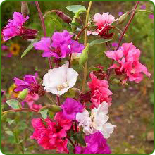 Drought Tolerant Clarkia Flowers