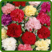 Vibrant Color Variety of Peony Poppies