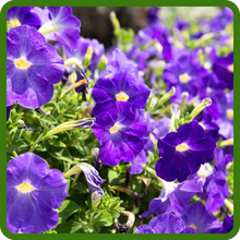Low Maintenance Shock Wave Petunias