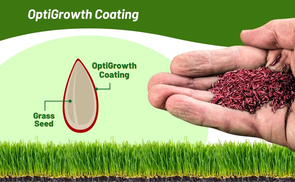 OptiGrowth Coated Poa Supina Shade Grass For Easy Fertilizer Spreading