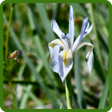 Iris Missouriensis Attracts Pollinators