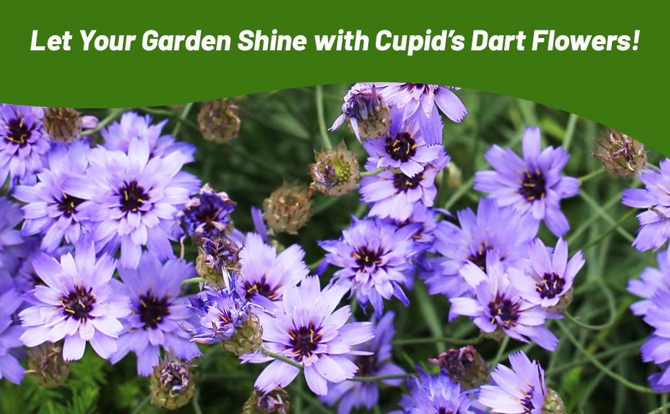 Perennial Cupid