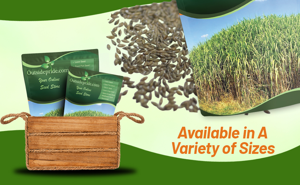 Panicum virgatum Switch Native Grass Seeds Bulk Pound