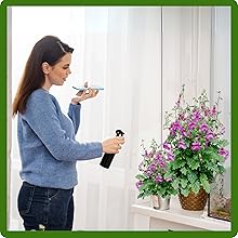 Chinese Foxglove Indoor House Plant