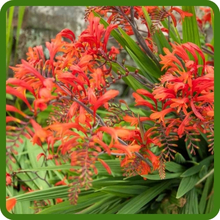 Crocosmia Long Bloom Period