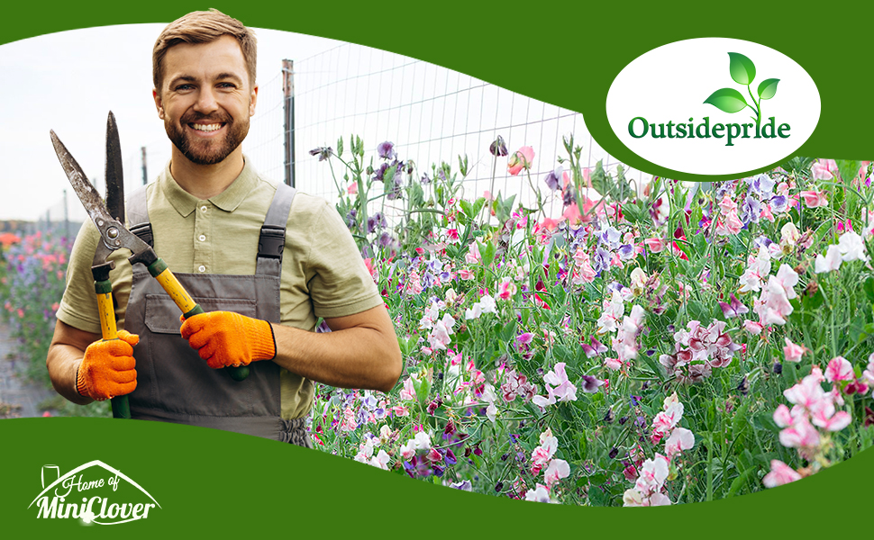 Bicolor Lathyrus Sweet Peas Flower Garden