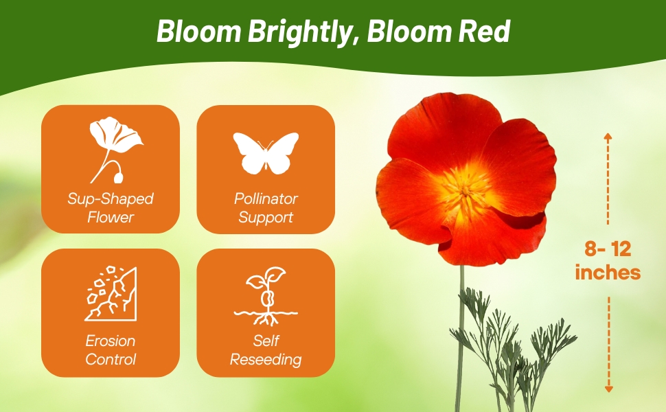 Self-seeding California Poppy Red Chief For Butterflies, Bees, & Pollinators