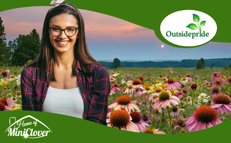 Perennial Echinacea Coneflower Flower Garden