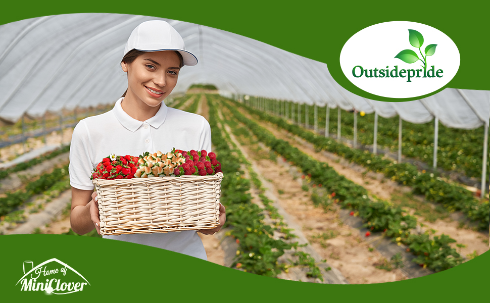 Strawberry Plants in Rows