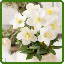 Christmas Rose Suitable in Containers and Patio Pots