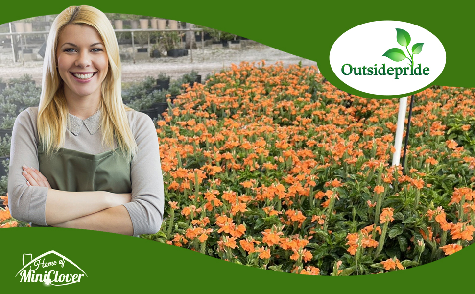 Crossandra Flowers Growing For Production