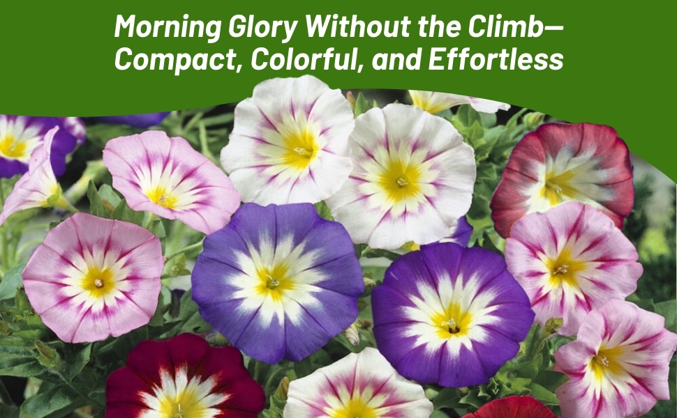 Convolvulus Tricolor Dwarf Morning Glory Flower Garden