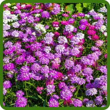 Candytuft Ground Cover Plants