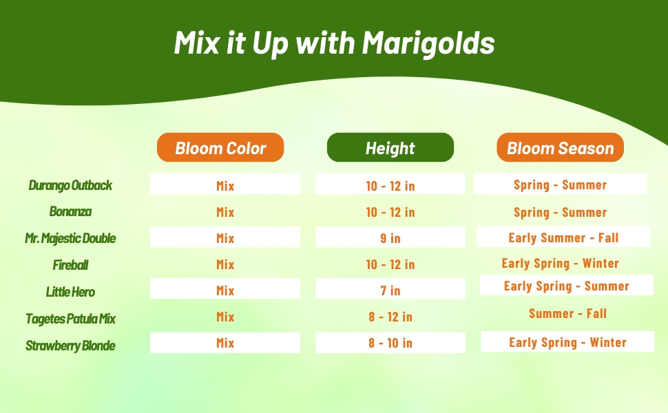 Chart of Tagetes Patula French Marigold Heights, Colors, & Bloom Season