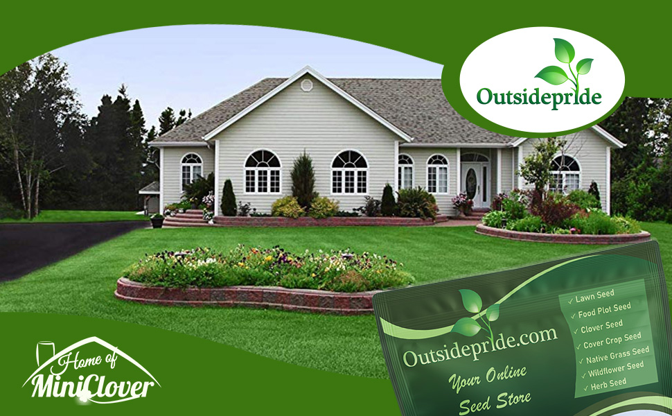 Buffalo Grass Lawn Seeds