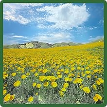 Yellow California Poppy Meadow
