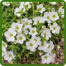 Arenaria Low-Growing Spreading Ground Cover Plants