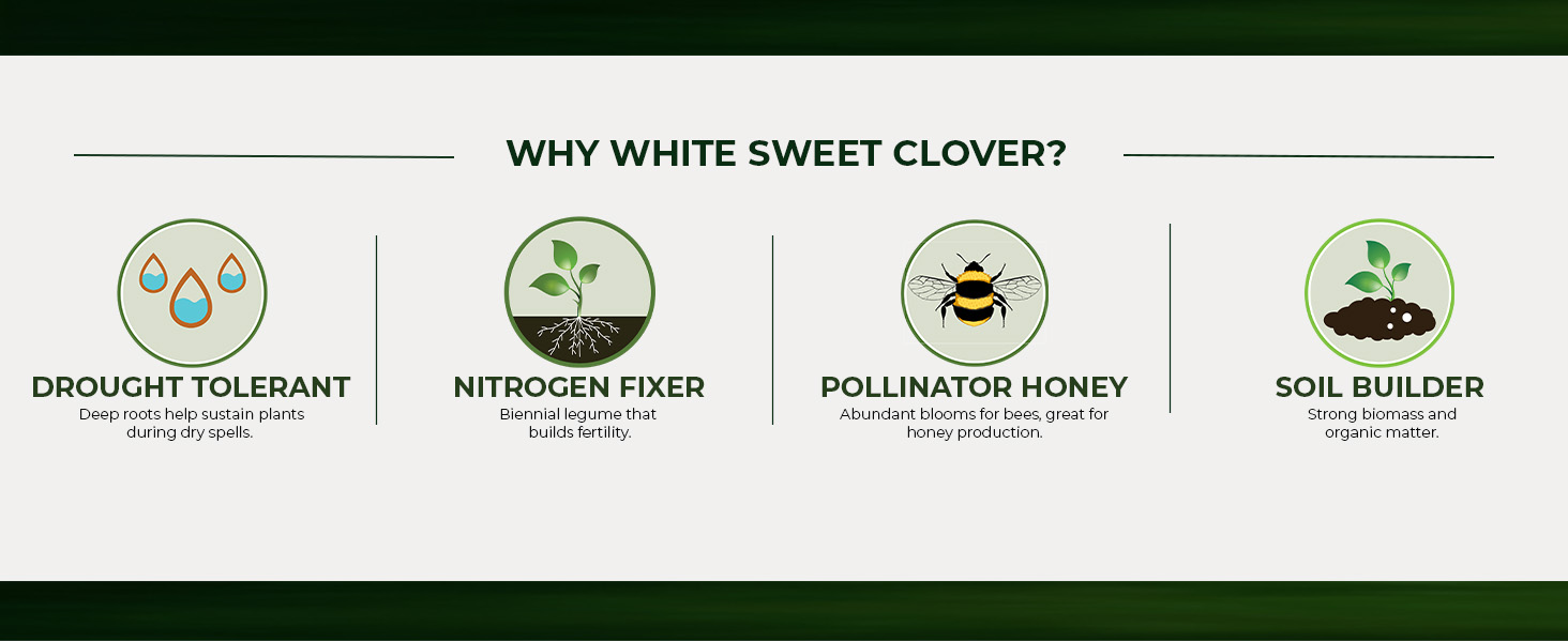 White Sweet Clover Pollinator Seeds