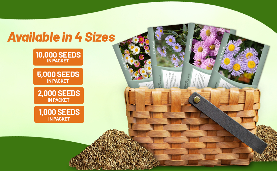 Santa Barbara Fleabane Daisy Seed Packets For Planting