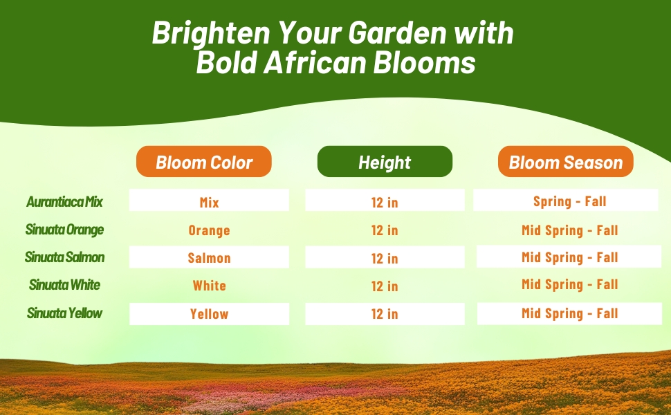 Bloom Color, Season, & Height Chart of African Daisy Flowers