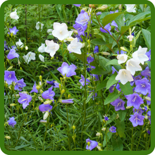 Long Bloom Season of Bellflower Campanula