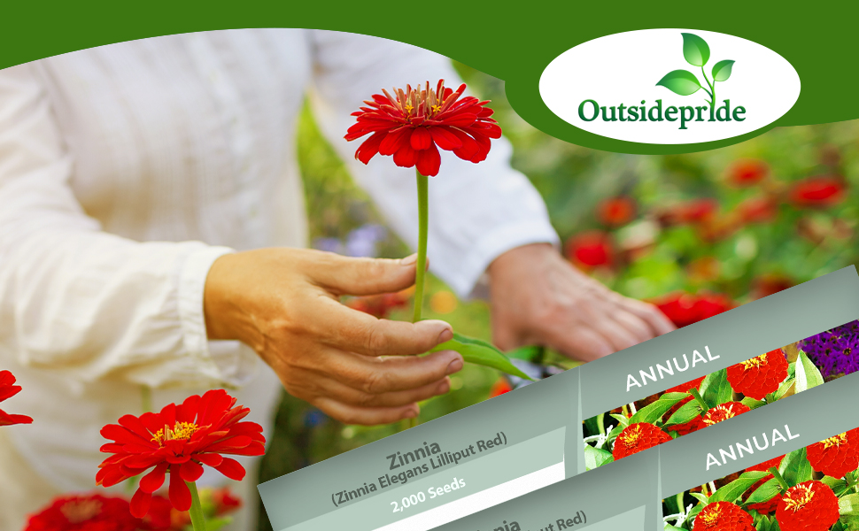 Outsidepride 1000 Seeds Annual Zinnia Elegans Lilliput Red Flowers for Planting