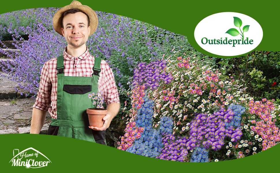 Erigeron Fleabane Daisy Flower Garden From Seeds