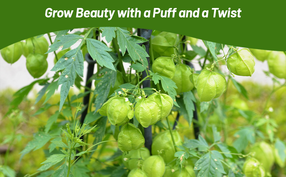 Tall Balloon Vine Plant Vertical Growth on Stakes