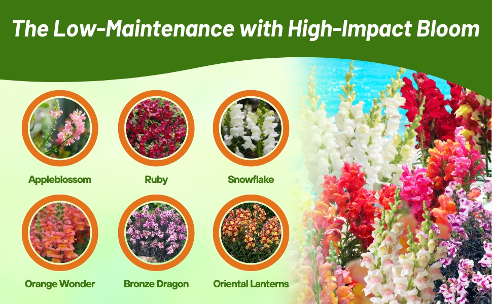 Snapdragon Varieties Grown From Flower Seeds