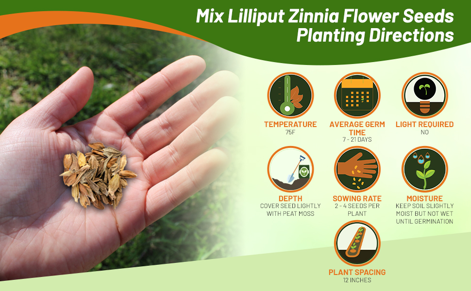 Planting Directions For Zinnia Lilliput Flower Seed Mixture
