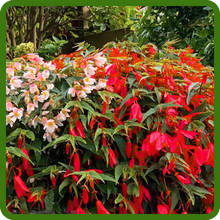 Mounded, Semi-Trailing Habit of Groovy Begonia Plants