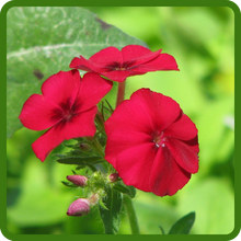 Self-seeding Scarlet Phlox