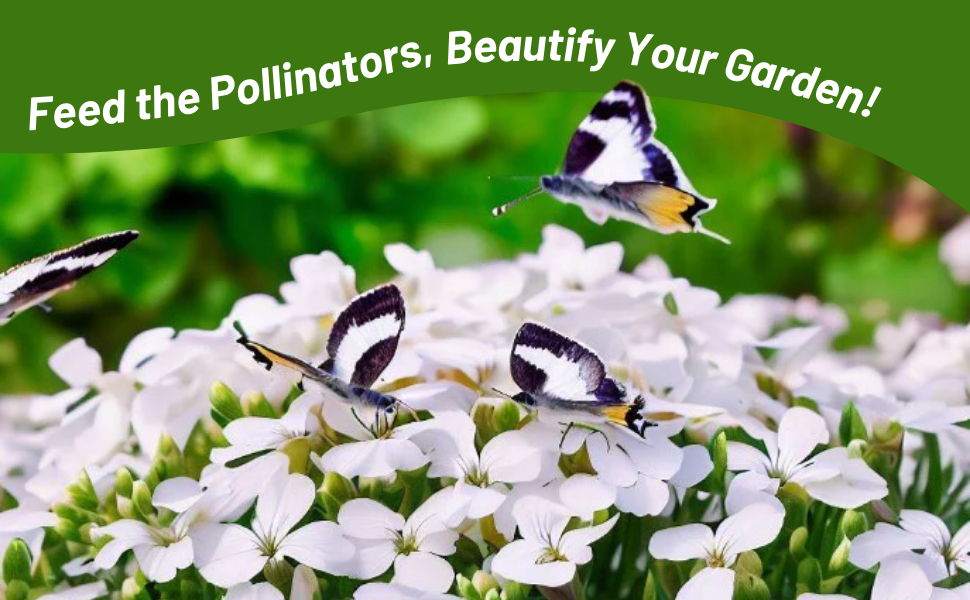 Pollinating Butterflies on Arabis Wall Rock Cress Flowers