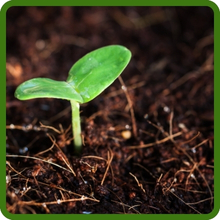 Penncross Bentgrass Sprouts